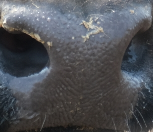 Muzzle capture frame from the demo gallery