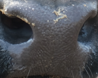 Muzzle capture frame from the demo gallery