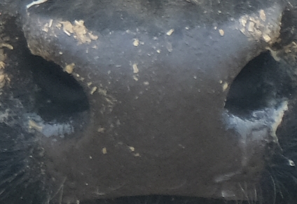 Muzzle capture frame from the demo gallery
