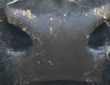 Muzzle capture frame from the demo gallery