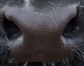 Muzzle capture frame from the demo gallery