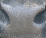 Muzzle capture frame from the demo gallery