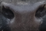 Muzzle capture frame from the demo gallery