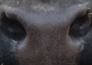 Muzzle capture frame from the demo gallery