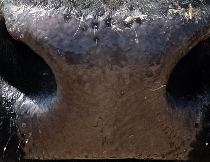 Muzzle capture frame from the demo gallery